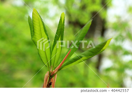 Wakano leaf of alba 40442557