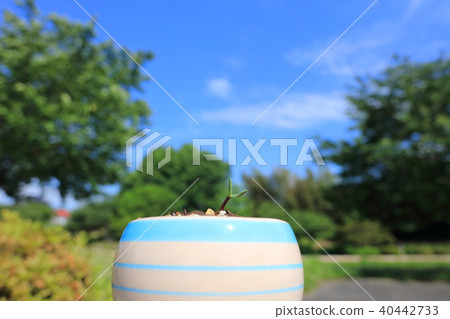 採用新鮮發芽的向日葵_廣角鏡頭(室外) 採用新鮮發芽的向日葵_廣角鏡頭(室外) 40442733
