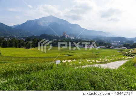Terasaka稻田和Mt. Terasaka稻田和Mt. 40442734