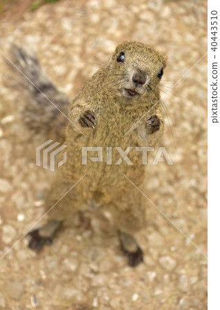 Squirrel asking for food Squirrel asking for food 40443510