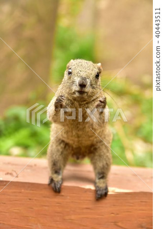 Squirrel asking for food Squirrel asking for food 40443511