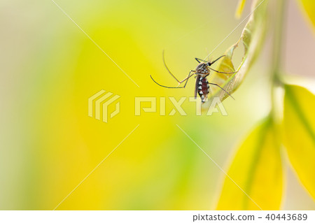 Aedes aegypti Mosquito. Close up Mosquito on leaf Aedes aegypti Mosquito. Close up Mosquito on leaf 40443689