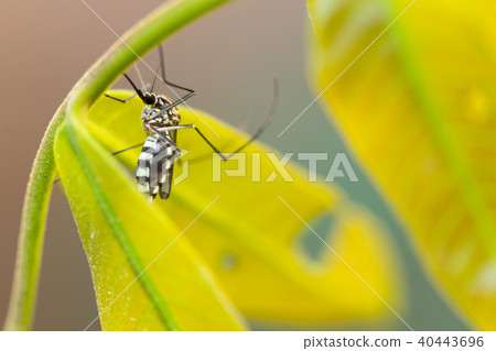 Aedes aegypti Mosquito. Close up Mosquito on leaf Aedes aegypti Mosquito. Close up Mosquito on leaf 40443696