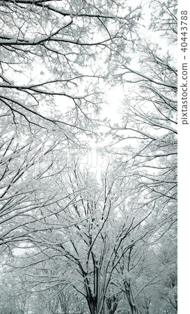 Winter snow scene, silver world, sparkling trees, forest, tree photo, winter, white, color, landscape Winter snow scene, silver world, sparkling trees, forest, tree photo, winter, white, color, landscape 40443788