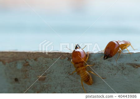 termites damage home, macro close up termites 40443986
