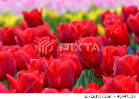 Beautiful tulip flower Beautiful tulip flower 40444130