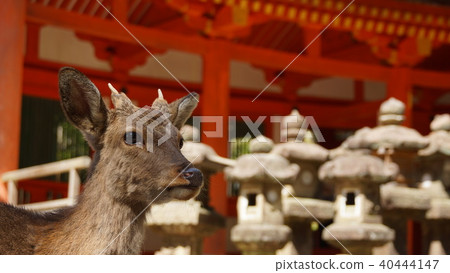 Nara Kasuga Taisha deer Nara Kasuga Taisha deer 40444147