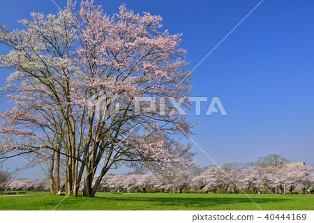 Kitakami Exhibition Katsuchi 40444169