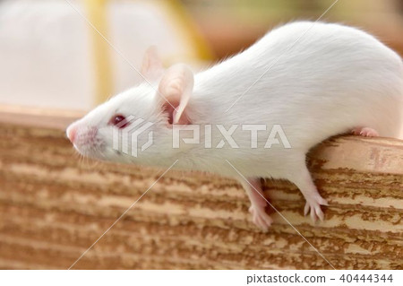 可愛的Mus肌肉 可愛的Mus肌肉 40444344