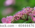 Pink hydrangea 40444476