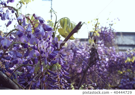 Wisteria trellis Wisteria trellis 40444729