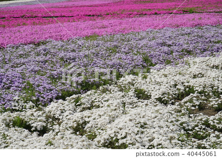 盛開的Shiba Sakura 3 40445061