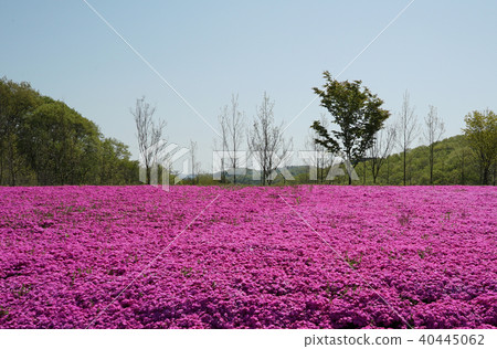 盛開的Shiba Sakura 2 40445062