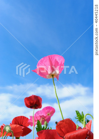 Poppy's flower and blue sky 40445218