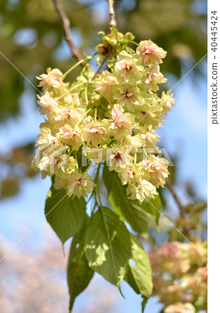 Turmeric cherry Turmeric cherry 40445424