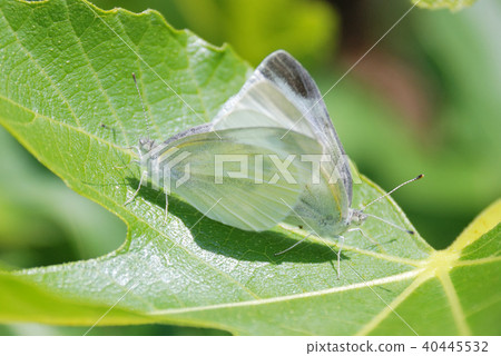 Copulation of Monstroca Copulation of Monstroca 40445532