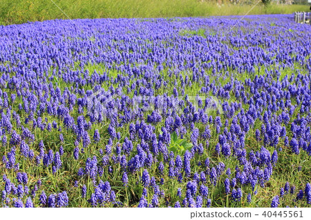 Muscari 40445561