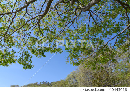 Fresh green of Zelkowa 40445618