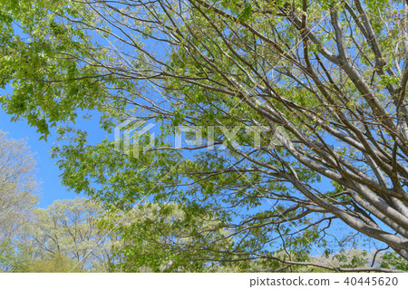 Fresh green of Zelkowa 40445620