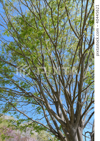 Fresh green of Zelkowa 40445621
