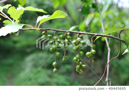 Kiboshi的果實 Kiboshi的果實 40445695