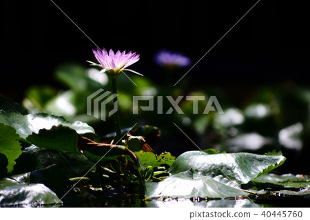 Lotus flower. Lotus flower. 40445760