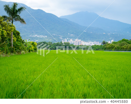 paddy paddy 40445880