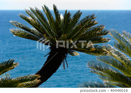 Sautetsu Hokuju self-development of the cocoon of Toi, Kasama-shi, Miyazaki Prefecture 40446016