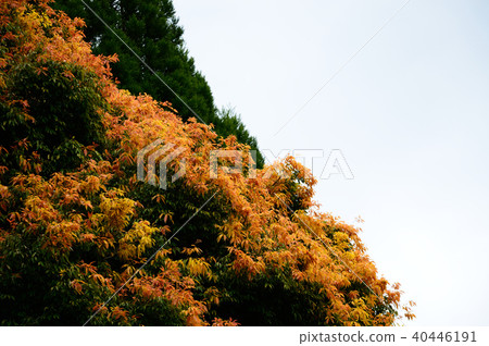 Seven-colored bowl (May) Seven-colored bowl (May) 40446191