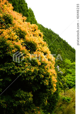 七彩碗（五月） 40446193