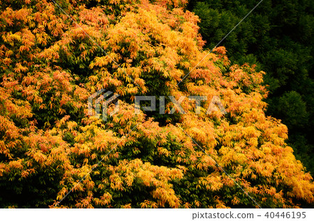 七彩碗（五月） 40446195