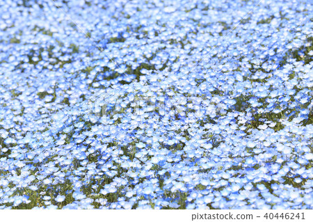 Nemophila Hitachi Beach Park Ibaraki Prefecture Nemophila Hitachi Beach Park Ibaraki Prefecture 40446241