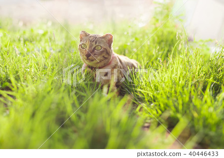 Cute cat sitting in a green grass. Best friend Cute cat sitting in a green grass. Best friend 40446433