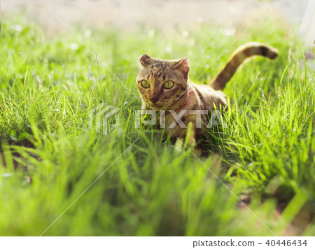 Cute cat sitting in a green grass. Best friend Cute cat sitting in a green grass. Best friend 40446434
