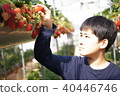 A boy hunting strawberries 40446746