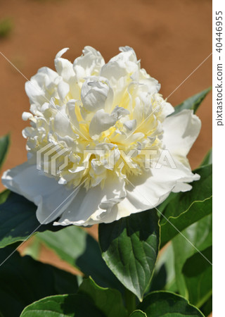 Peony (bridal icing) 40446955