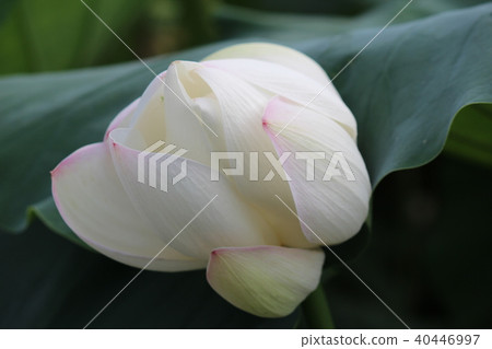 蓮花 蓮花 40446997