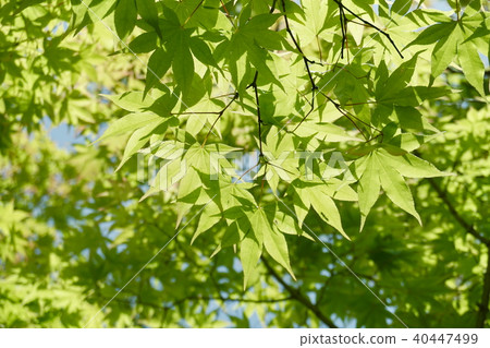 Fresh green eco blue Fresh green eco blue 40447499