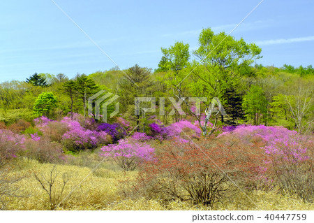 Fresh green forest and honeybee Fresh green forest and honeybee 40447759