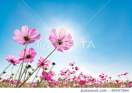 Cosmos and blue sky 40447904
