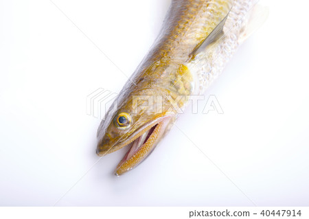 Lizard food ingredients Lizard food ingredients 40447914