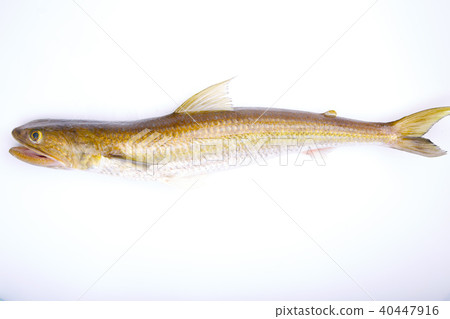 Lizard food ingredients Lizard food ingredients 40447916