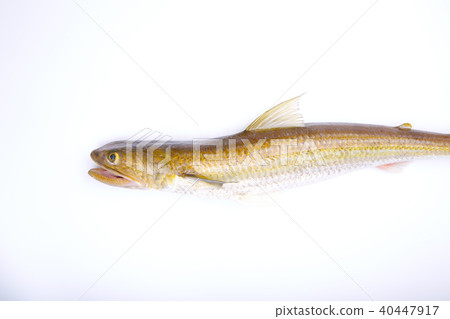 Lizard food ingredients Lizard food ingredients 40447917