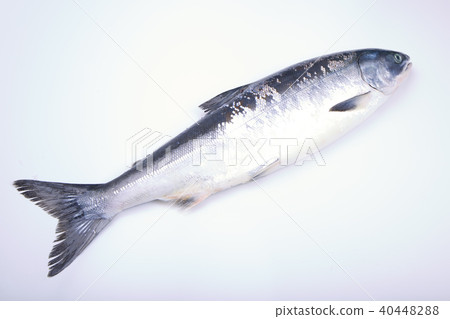 Salmon When Shinobu Salmon When Shinobu 40448288