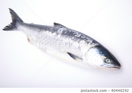 Salmon When Shinobu Salmon When Shinobu 40448292