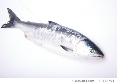 Salmon When Shinobu Salmon When Shinobu 40448293