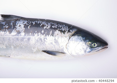 Salmon When Shinobu Salmon When Shinobu 40448294