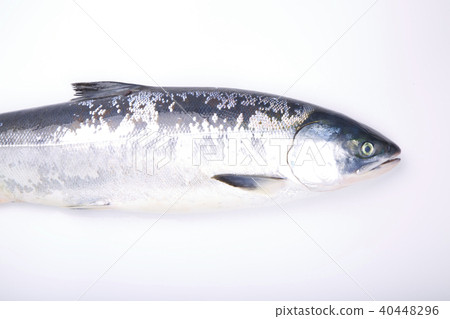 Salmon When Shinobu Salmon When Shinobu 40448296