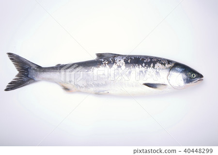 Salmon When Shinobu Salmon When Shinobu 40448299