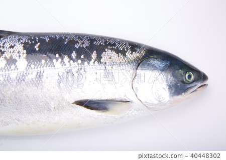 Salmon When Shinobu 40448302